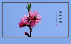 树上的菊花真鲜艳