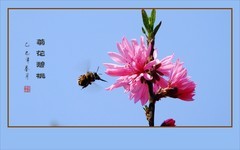 树上的菊花真鲜艳