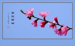 树上的菊花真鲜艳