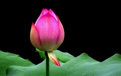 [26165] 荔湾湖的荷花