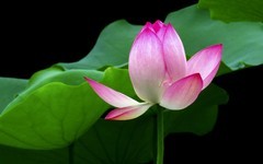 [26165] 荔湾湖的荷花