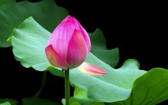 [26165] 荔湾湖的荷花