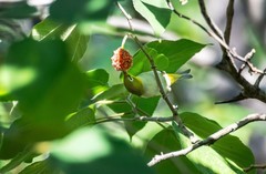 绣眼鸟（六）