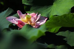 荷花 (67)