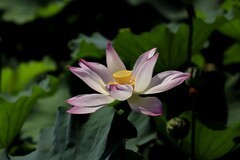 荷花 (67)