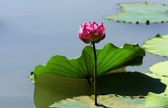 荷花 (67)