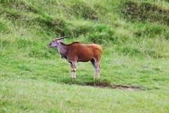 重庆市开放式动物园（一）