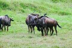 重庆市开放式动物园（一）