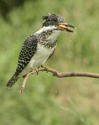 爱吃鱼的冠鱼狗