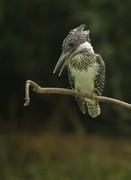 爱吃鱼的冠鱼狗