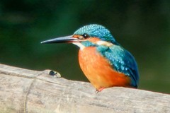 奥林巴斯SP-100EE试机