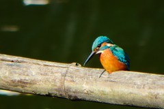 奥林巴斯SP-100EE试机