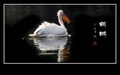 漂亮的大嘴水鸟-鹈鹕