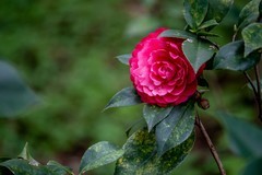 春——海珠湖-3