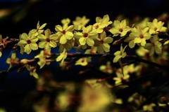 暗光—高感—迎春花