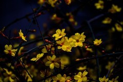 暗光—高感—迎春花