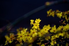 暗光—高感—迎春花