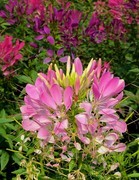 二沙岛的蝶醉花海。