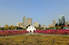 二沙岛的蝶醉花海。