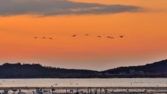 【视觉光影】美 丽 的 大 天 鹅 （59）