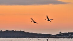 【视觉光影】美 丽 的 大 天 鹅 （59）