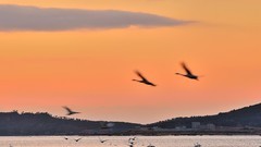 【视觉光影】美 丽 的 大 天 鹅 （59）