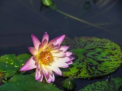 睡莲