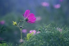 格桑花 后几张