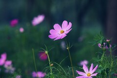 格桑花 后几张