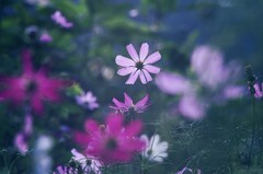 格桑花 后几张