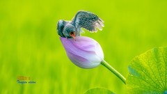 幼杜鹃（9）