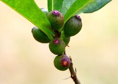 914【不老松：二游海南记实】长島兰湾的变叶榕！