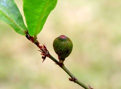914【不老松：二游海南记实】长島兰湾的变叶榕！