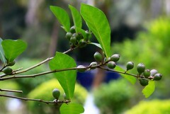 914【不老松：二游海南记实】长島兰湾的变叶榕！