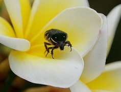 1024【不老松：二游海南纪实】临高长島兰湾的虫!