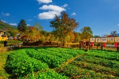 黄山塔川风景 3