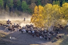 金秋乌兰布统——驹驰马奔（13）