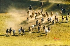 金秋乌兰布统——驹驰马奔（13）