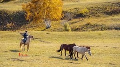 金秋乌兰布统——驹驰马奔（13）
