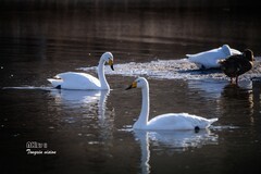 红村天鹅湾（8）