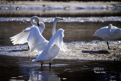 红村天鹅湾（8）