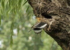 戴胜育雏（3）