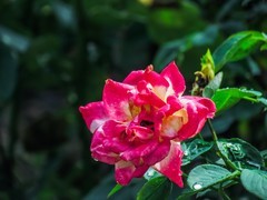月季花