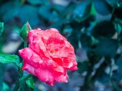 月季花