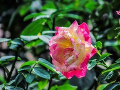 月季花
