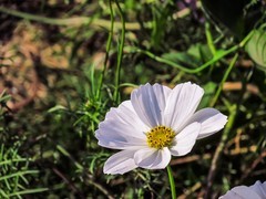 格桑花