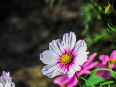 格桑花