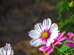 格桑花