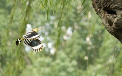 戴胜育雏（3）