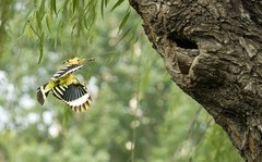 戴胜育雏（3）